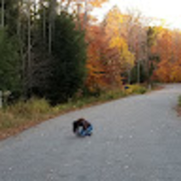 Meet your Posher, Zephorah - Picture 1 of 1